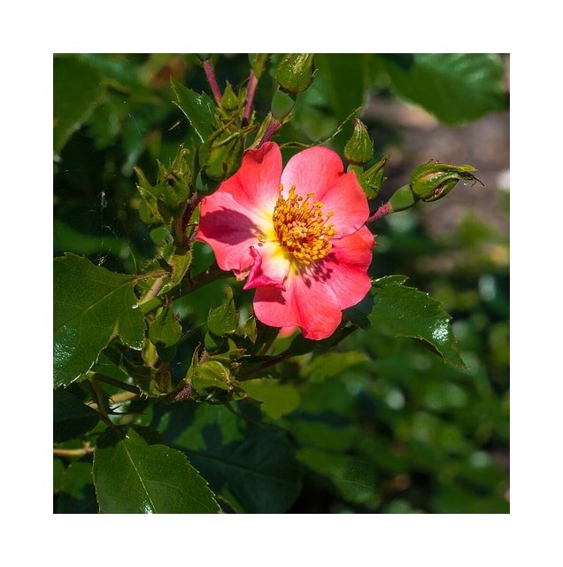 Crimson Heritage Rose