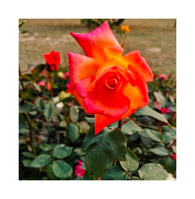Blush Garden Rose