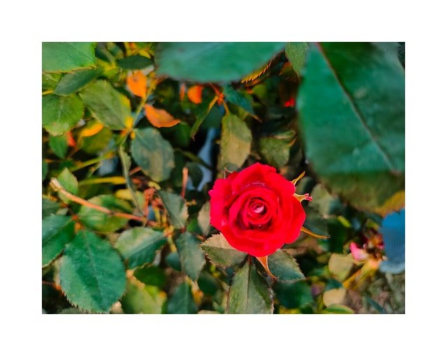 Ivory Tea Rose