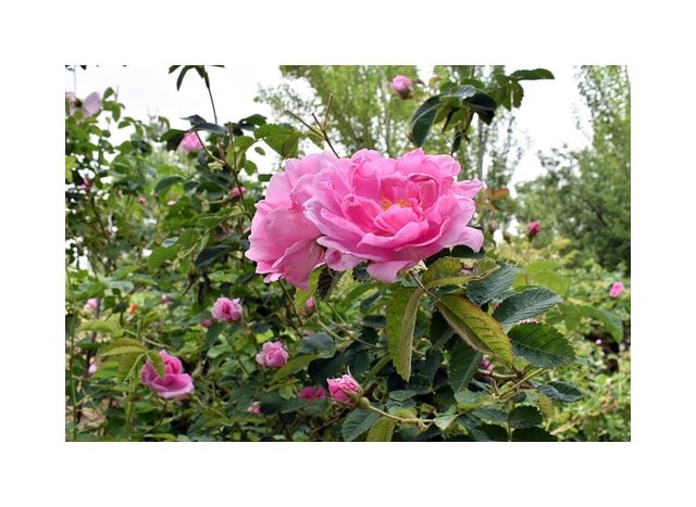 Velvet Damask Rose