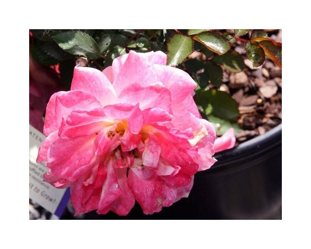 Sunset Floribunda Rose