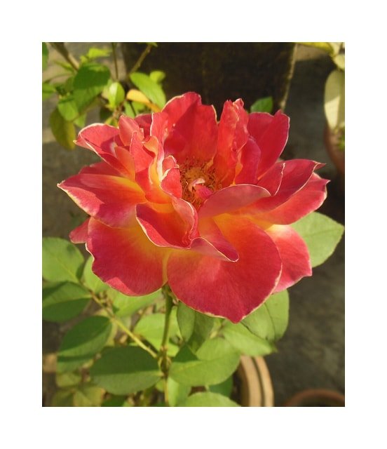 Pearl Hybrid Tea Rose