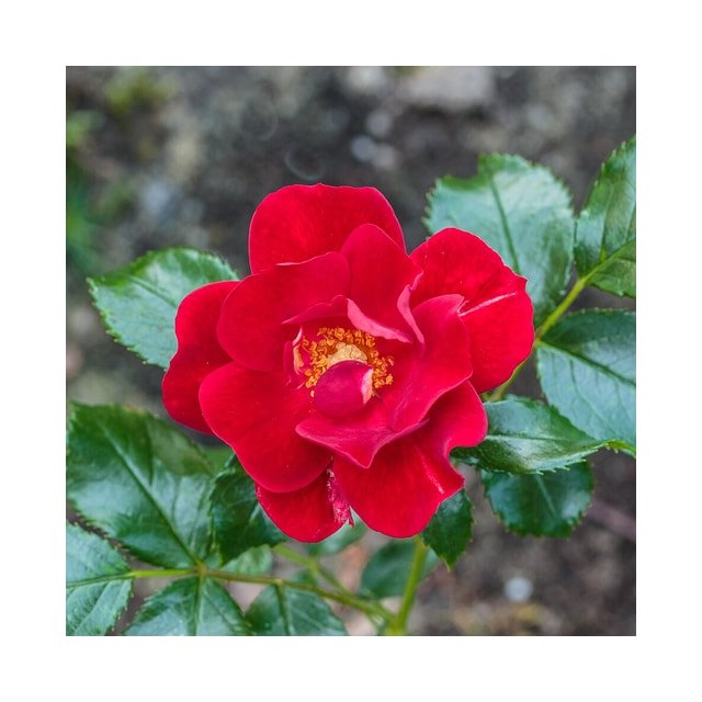 Ruby Spray Rose