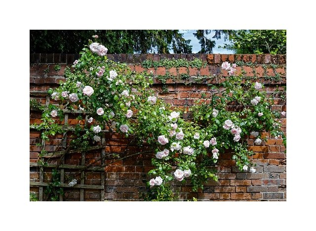 Champagne Climbing Rose