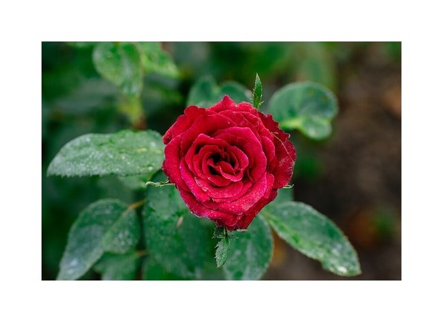 Coral Miniature Rose