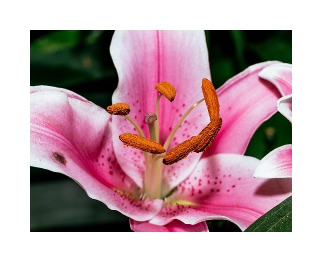 White Stargazer Lily
