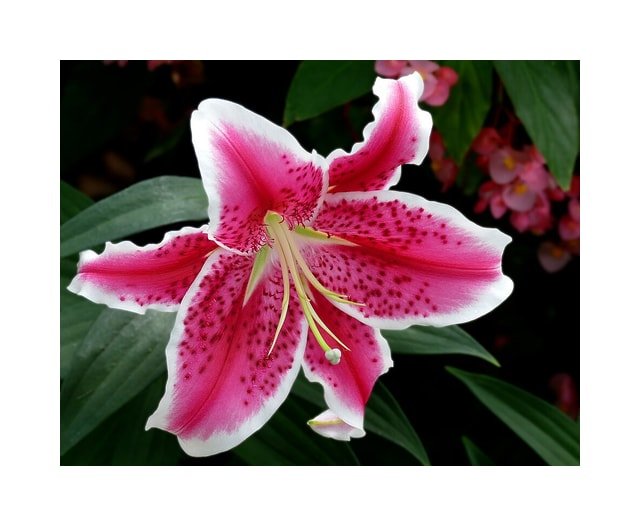 Pink Oriental Lily