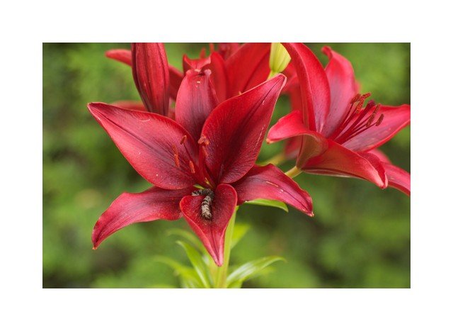 Golden Asiatic Lily
