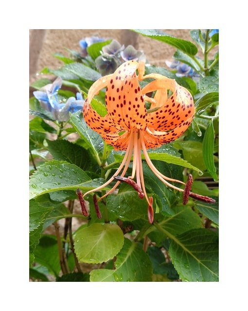 Tiger Lily Bloom