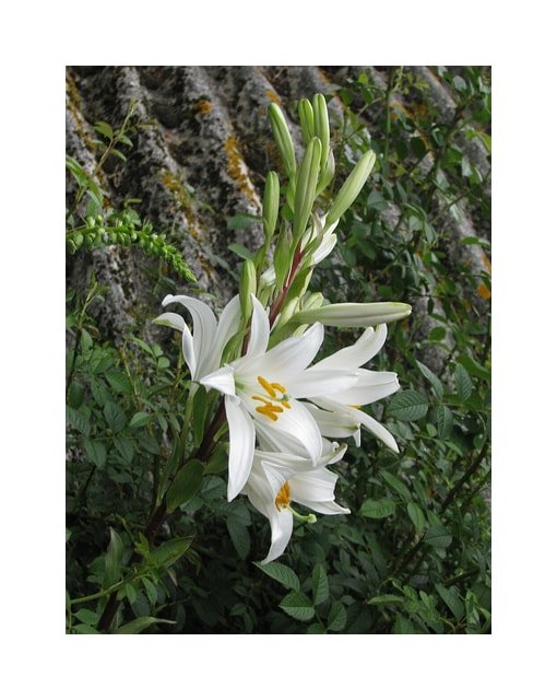 Casa Blanca Lily