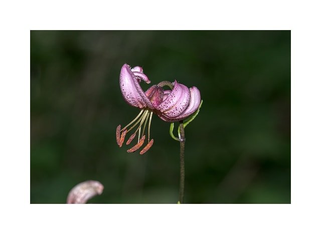 Red Martagon Lily