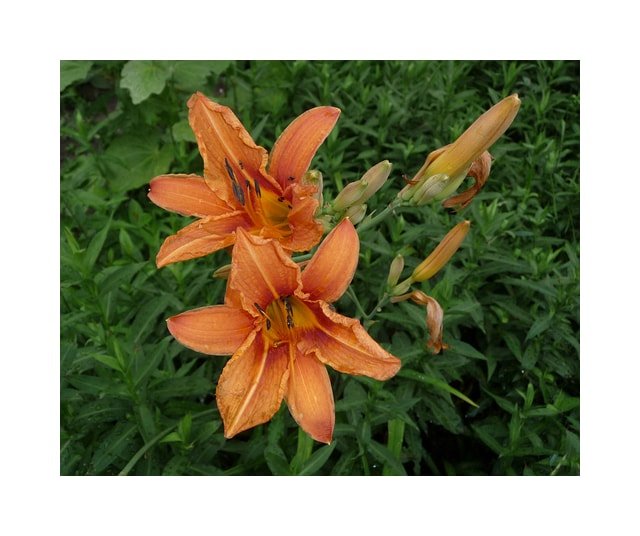 Orange Daylily Cluster