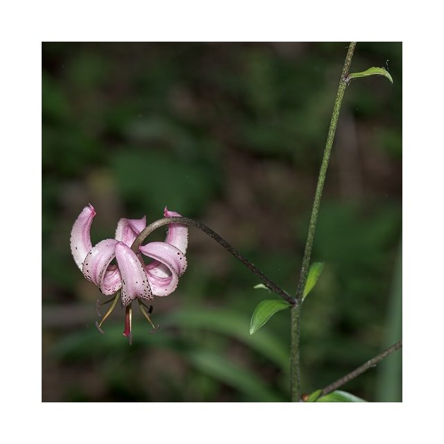 Purple Turk Cap Lily