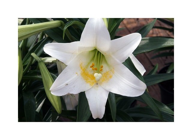 Cream Easter Lily