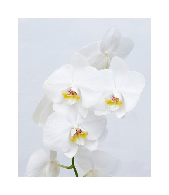 Purple Phalaenopsis Orchid