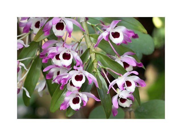 White Dendrobium Orchid