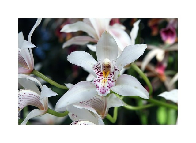 Pink Cymbidium Orchid