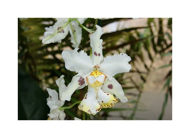 Yellow Oncidium Orchid