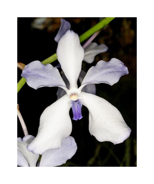 Blue Vanda Orchid