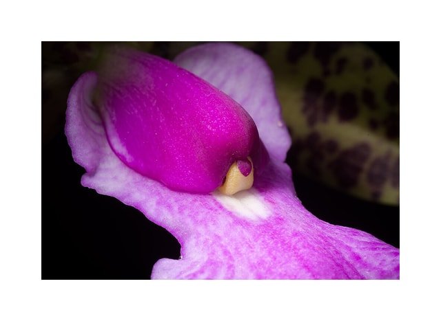 Green Cattleya Orchid