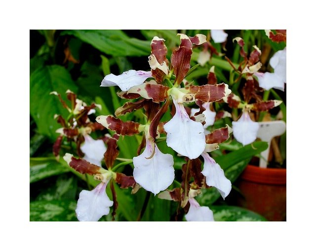 Red Miltonia Orchid