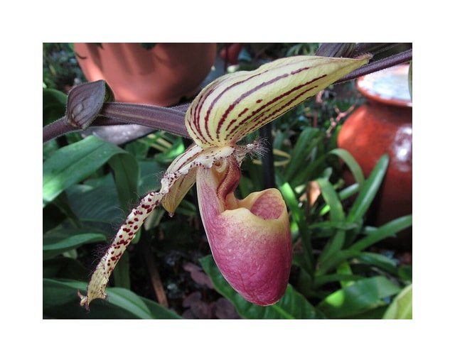 Spotted Paphiopedilum Orchid