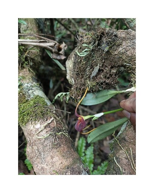 Miniature Masdevallia Orchid