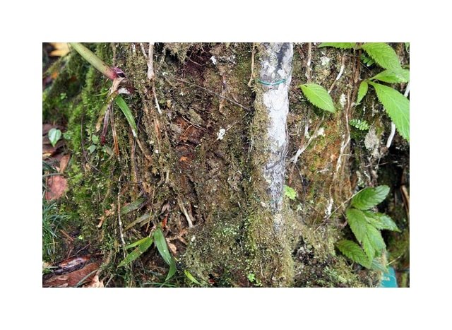 Vanilla Planifolia Orchid