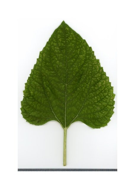 Giant Russian Sunflower
