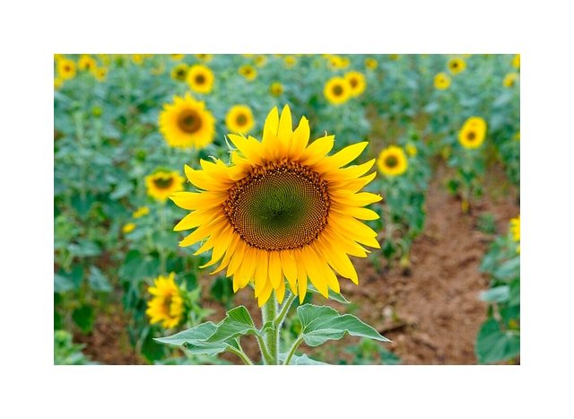 Moulin Rouge Sunflower