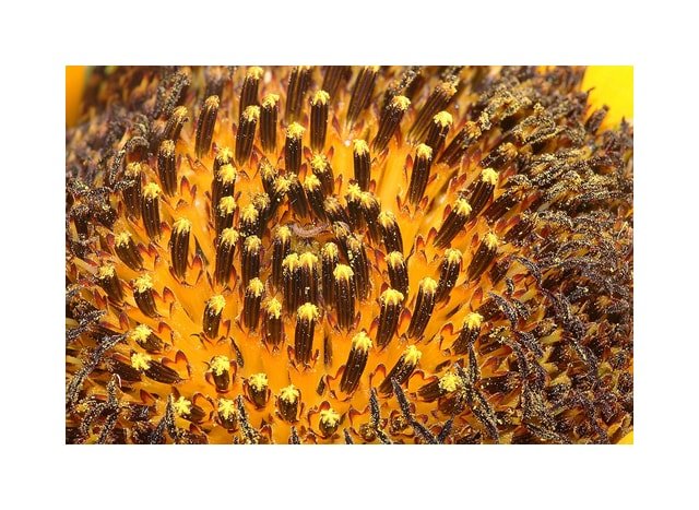 ProCut Gold Sunflower