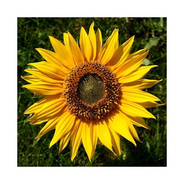 Evening Sun Sunflower