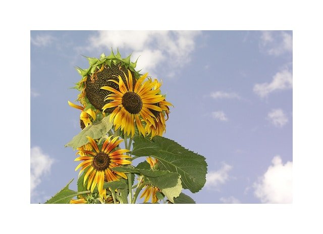 Solar Flare Sunflower