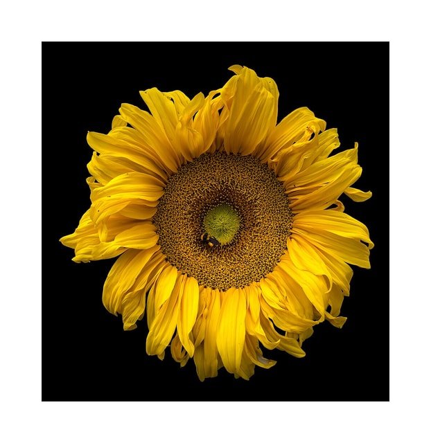 Velvet Queen Sunflower