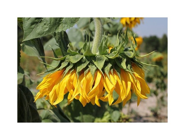 Dwarf Sunspot Sunflower