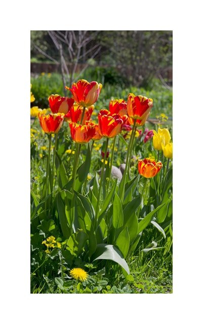 Yellow Golden Apeldoorn Tulip
