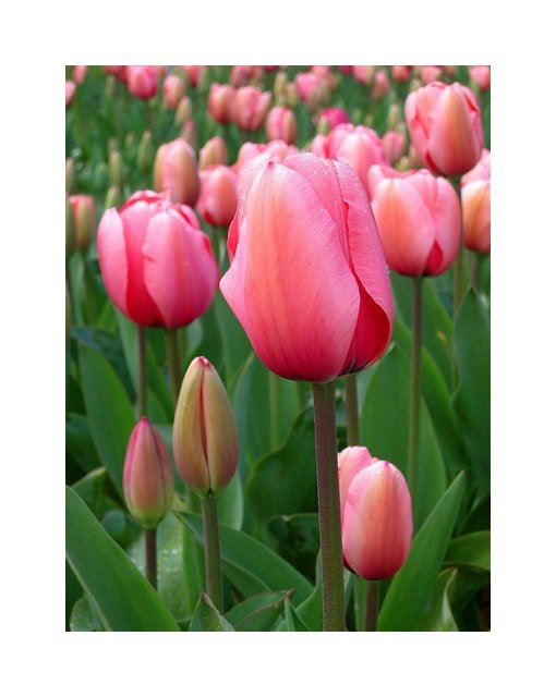 Purple Queen Tulip