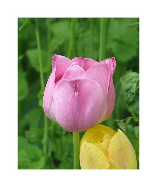White Purissima Tulip