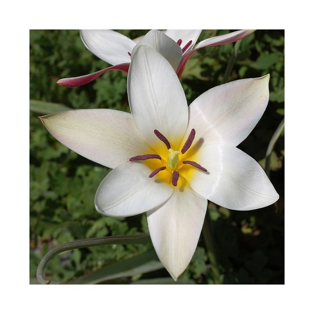 Pink Angelique Tulip