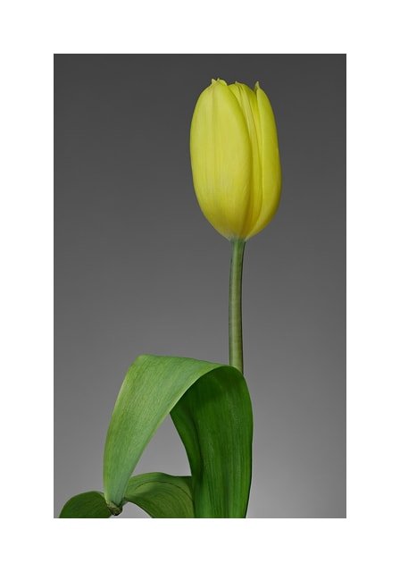 Orange Ballerina Tulip