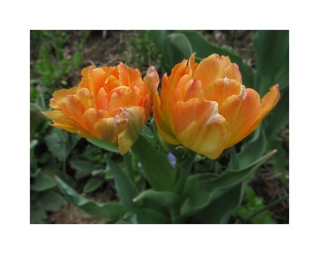 Parrot Tulip Rococo