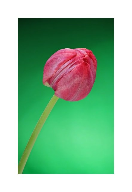Fringed Tulip Lambada