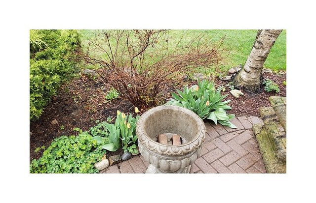 Double Tulip Mount Tacoma