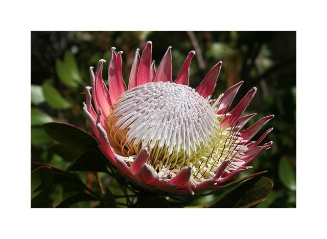 Protea King Flower