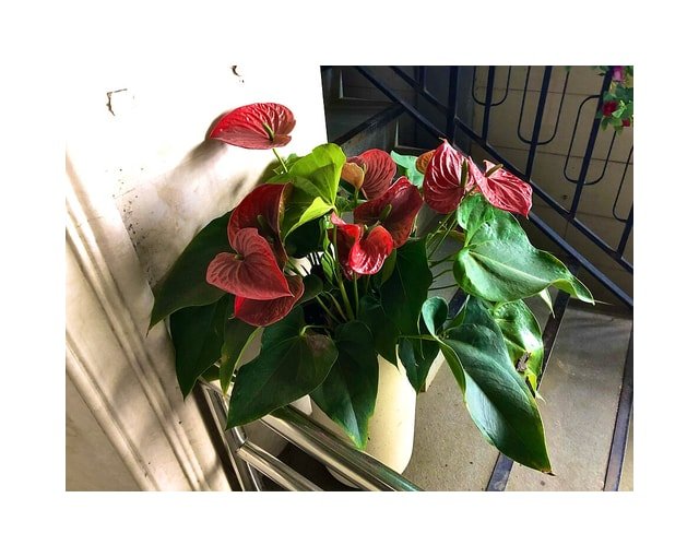Anthurium Red Heart