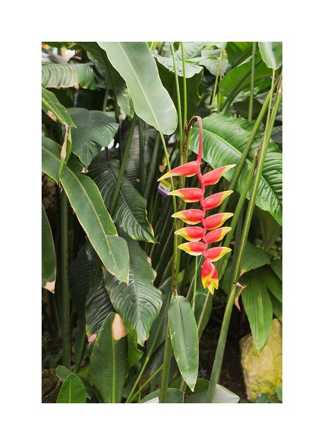 Heliconia Lobster Claw
