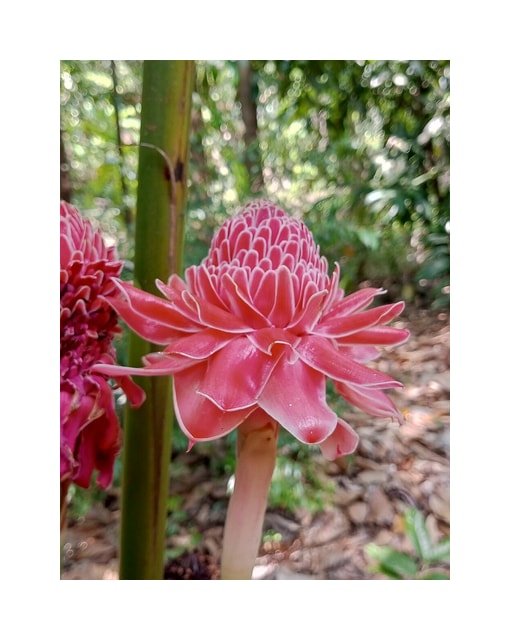 Ginger Torch Lily
