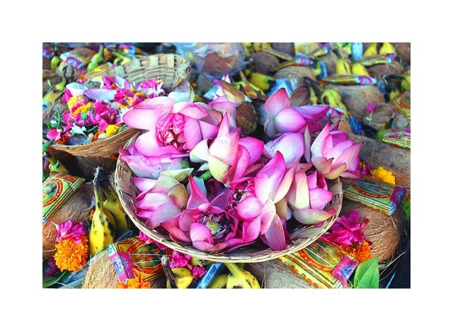 Lotus Sacred Pink