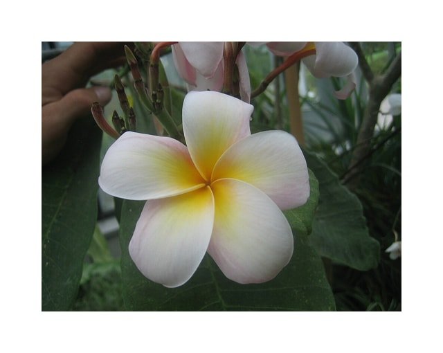 Plumeria Frangipani