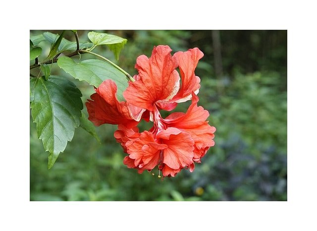 Hibiscus Tropical Red